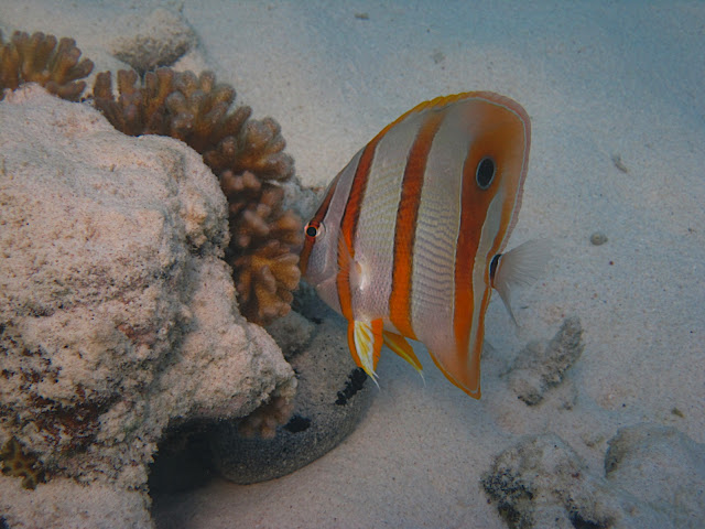 Ein Windows-Desktop-Hintergrund-Fisch