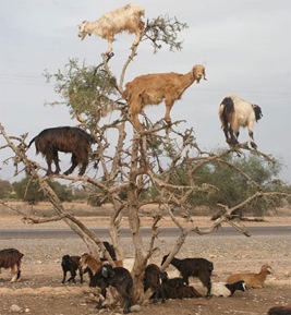 tree goats