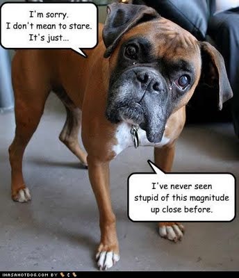 [funny-dog-pictures-stupid-magnitude[5].jpg]