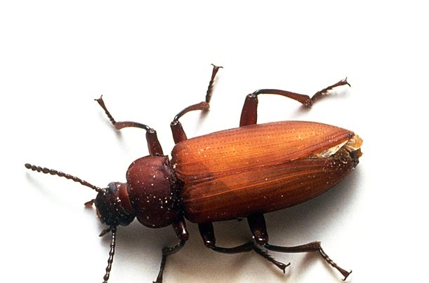 [beetle[3].jpg]
