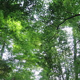The grounds at the Tokyo Institute for Nature Study
