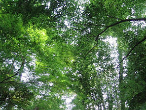 The grounds at the Tokyo Institute for Nature Study