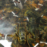 And the lobsters
