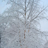 The birch tree in our back yard