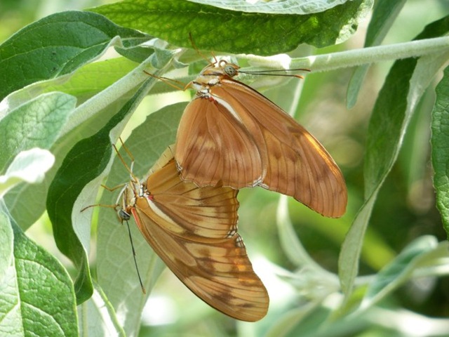 [twinbutterflies[3].jpg]