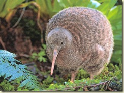 kiwi