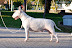 Bullworld Chanel Mademoiselle