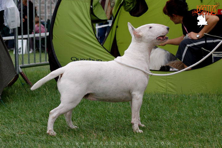 INWAZJA BIELI Rewelacja z Galicjil