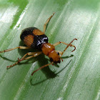 Bombardier Beetle