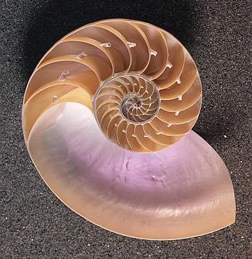 [shell[1][7].jpg]