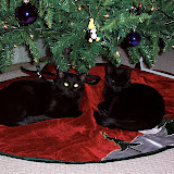Cats Being Cats