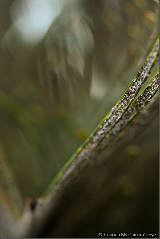 sago-palm