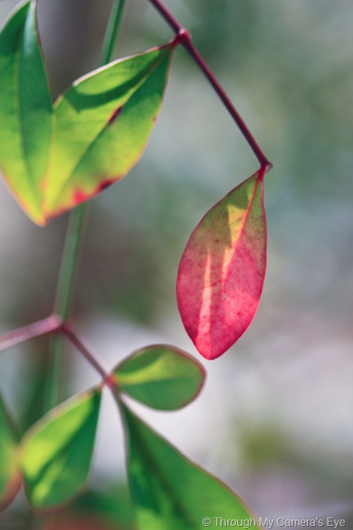 [red-leaf[3].jpg]