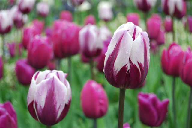 Tulipano rosso e bianco al Keukenhof