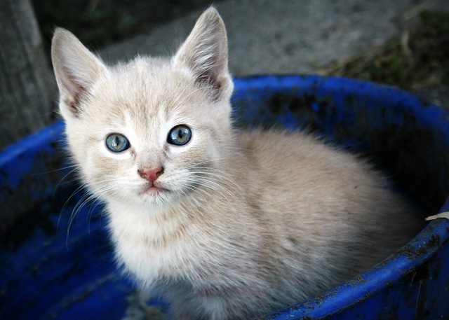 [A blue eyed kitten[7].jpg]
