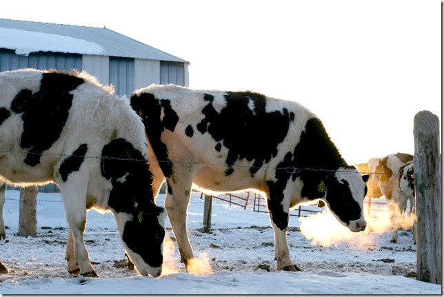 Heifers Sunrise-09