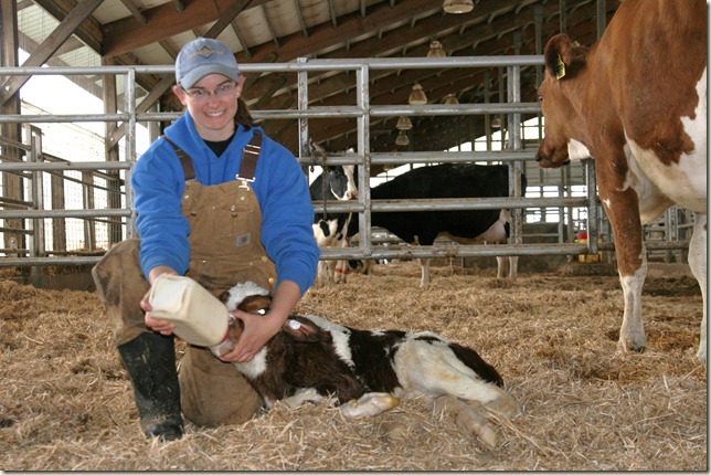 Danae feeding calf