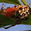 Marbled Orb Weaver spider