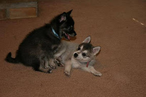 Jada and her brother Juno at around 6 weeks of age! They are both Alaskan Klee Kai Puppies