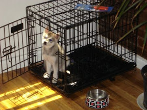 Crate Training an Alaskan Klee Kai is easy
