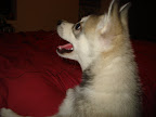 at 6 months of age Jada was focussing heavily on being cute!