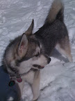 At 10 months of age, Jada loves the Snow!
