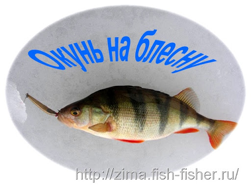 Ловля окуня зимой на блесну