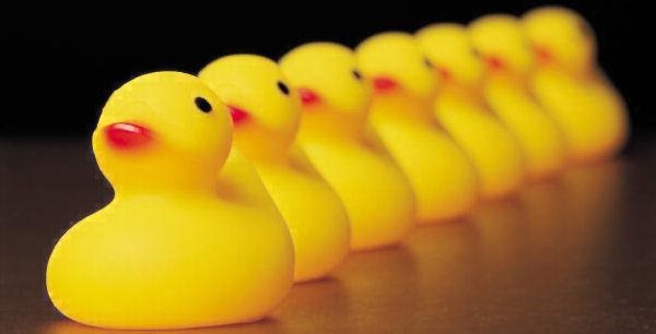 [ducks[2].jpg]