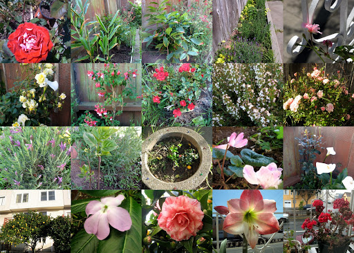 Garden 2009 2009后院的植物:上至下,左至右. 第一排:红玫瑰,白姜花(从来没见过花),咖啡,薰衣草,天竺葵,第二排:黄玫瑰,倒挂金钟,红色迷你月季,开花的百里香,粉色迷你月季,第三排:开花的薰衣草,小丁香,小杜鹃和小绣球(绣球现在长大些开花了),仙客来,意外的马蹄莲.第四排:柠檬树和山茶,夹竹桃,山茶,对对红,天竺葵