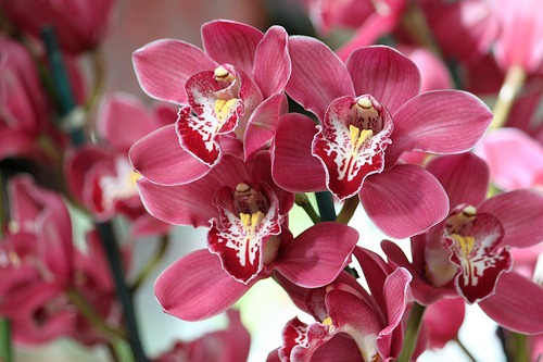 flower flower