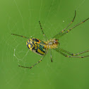 Venusta Orchard Spider