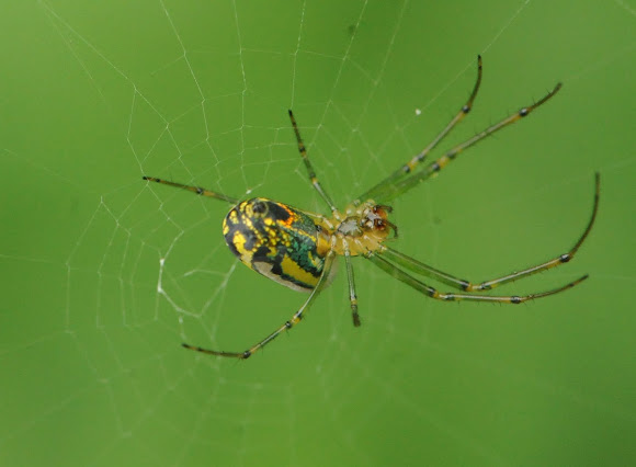 Spotting Image 1