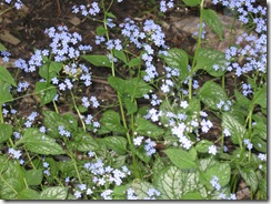forget-me-nots 2