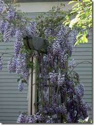 Jill's wisteria