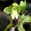 ophrys tous les jours 052
