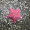 Sea Star