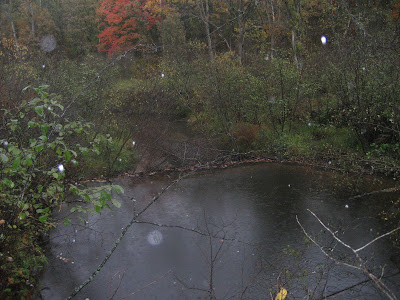 beaver dam at high tide