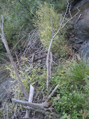 beaver dam photo
