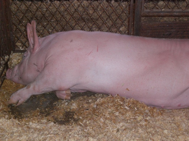[SFPig1[2].jpg]