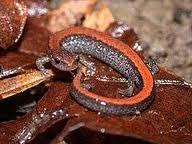 [salamander.jpg]