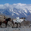  &ndash; horses carrying sacks