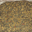 – barley seeds sown – barley seeds sown