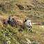  &ndash; goats grazing