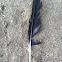 Raven feather