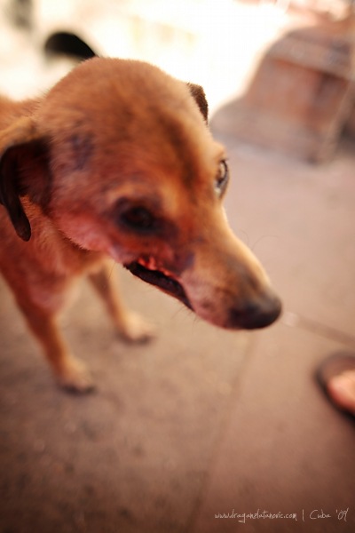 Perro story 009