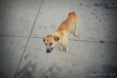 Perro story 014
