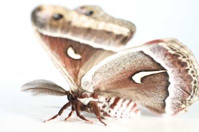 ceanothusmoth.jpg