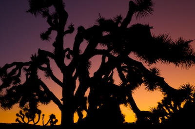 joshuatree1.jpg