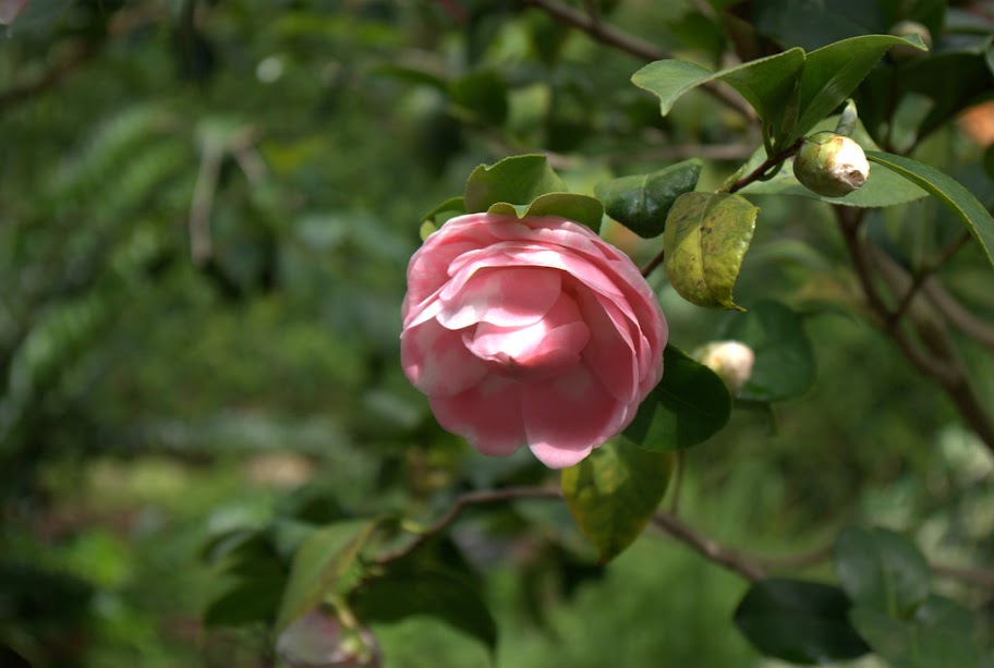 http://lh4.ggpht.com/_eNX6usoMSQU/ScX8XP-6JWI/AAAAAAAAAa4/oXMhEYvJh_k/s912/IMGP0523.jpg