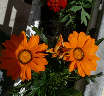 [flower.jpg]